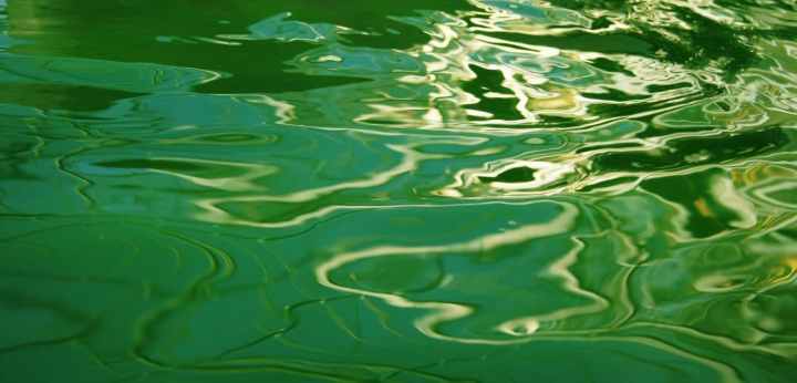 công dụng của tảo xoắn Spirulina Nhật Bản